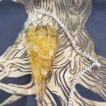 péndulo 
organita citrino